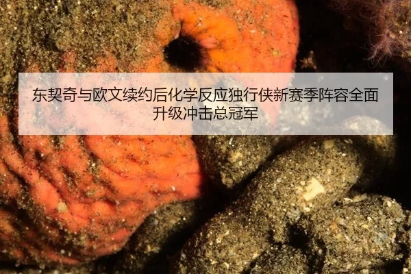 dong-qi-qi-yu-ou-wen-xu-yue-hou-hua-xue-fan-ying-du-xing-xia-xin-sai-ji-zhen-rong-quan-mian-sheng-ji-chong-ji-zong-guan-2-600.jpg